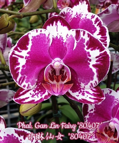 Phal. Gan Lin Fairy '80407' 2.5"