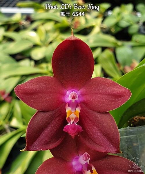 Phal. LD's Bear King 2.5''