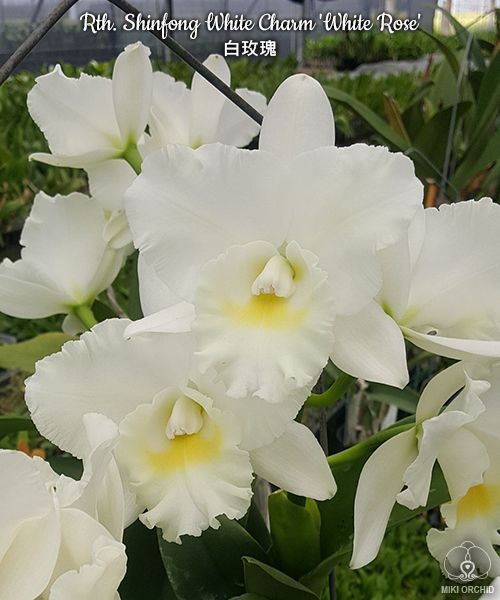 Rth. Shinfong White Charm 'White Rose' 2.5''