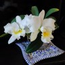 Rth. Shinfong White Charm 'White Rose' 2.5''