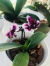 Phal. Hsinying Little Knight 'Plastic Doll' 2.5"