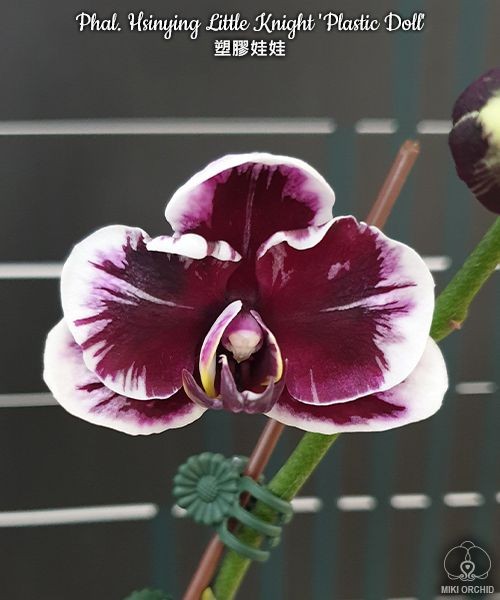 Phal. Hsinying Little Knight 'Plastic Doll' 2.5"