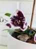 Phal. Hsinying Little Knight 'Plastic Doll' 2.5"