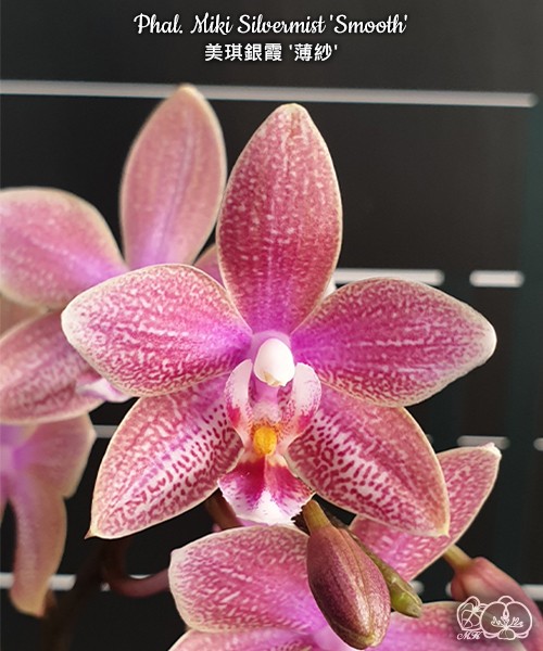 Phal. Miki Silvermist 'Smooth' 2.5"
