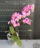 Phal. Liu's Triprince 'Pink' (peloric - 2 eyes) 2.5''