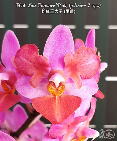 Phal. Liu's Triprince 'Pink' (peloric - 2 eyes) 2.5''