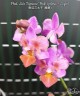 Phal. Liu's Triprince 'Pink' (peloric - 2 eyes) 2.5''