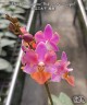 Phal. Liu's Triprince 'Pink' (peloric - 2 eyes) 2.5''
