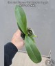 Phal. Liu's Triprince 'Pink' (peloric - 2 eyes) 2.5''