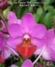 Phal. Liu's Triprince 'Pink' (peloric - 2 eyes) 2.5''
