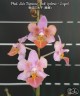 Phal. Liu's Triprince 'Pink' (peloric - 2 eyes) 2.5''