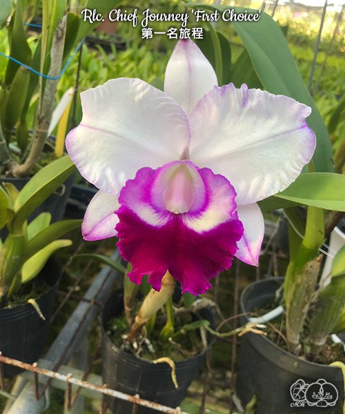Rlc. Chief Journey 'First Choice' 2.5'' УЦЕНКА (мало бульб)