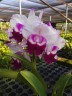 Rlc. Chief Journey 'First Choice' 2.5'' УЦЕНКА (мало бульб)