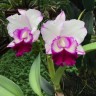 Rlc. Chief Journey 'First Choice' 2.5'' УЦЕНКА (мало бульб)