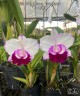 Rlc. Chief Journey 'First Choice' 2.5'' УЦЕНКА (мало бульб)