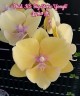 Phal. KS Big Stone 'Yongli' 2.5''