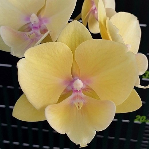 Phal. KS Big Stone 'Yongli' 2.5''