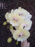 Phal. KS Big Stone 'Yongli' 2.5''