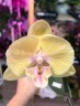 Phal. KS Big Stone 'Yongli' 2.5''