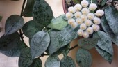 Hoya lacunosa 'Silver leaves' 1.5'