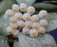 Hoya lacunosa 'Silver leaves' 1.5'