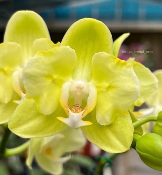 Phal. Taida Smile 'Taida Little Green' (peloric - 2 eyes) 2.5''