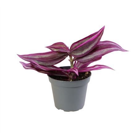 Купить Традесканцию Комнатную В Интернет Магазине