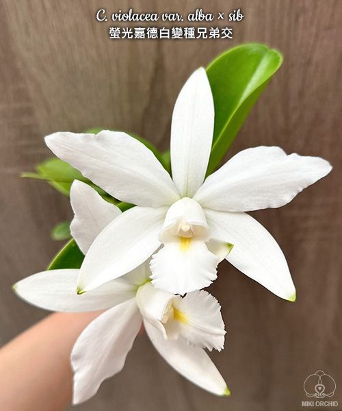 C. violacea var. alba × sib 2.5"