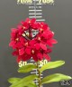Epi. Comet valley × Rose valley 2.5"