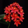 Epi. Comet valley × Rose valley 2.5"
