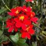 Epi. Comet valley × Rose valley 2.5"