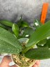 Phal. Miki Crown '3675' 2.5''