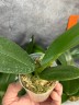 Phal. Miki Crown '3675' 2.5''