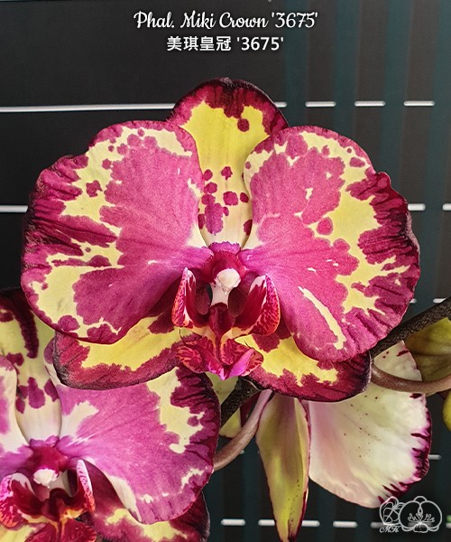 Phal. Miki Crown '3675' 2.5''