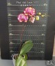 Phal. Miki Crown '3675' 2.5''