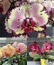 Phal. Miki Crown '3675' 2.5''