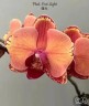 Phal. First Light 2.8" УЦЕНКА (мех. повр. лист.)