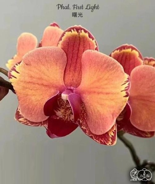 Phal. First Light 2.8" УЦЕНКА (мех. повр. лист.)