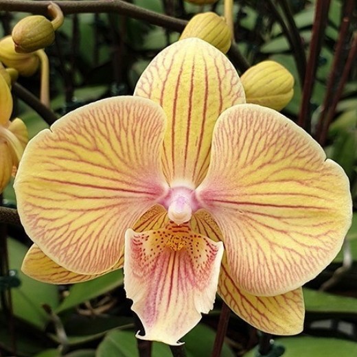  Phal. JC Stars Shining 2.5"