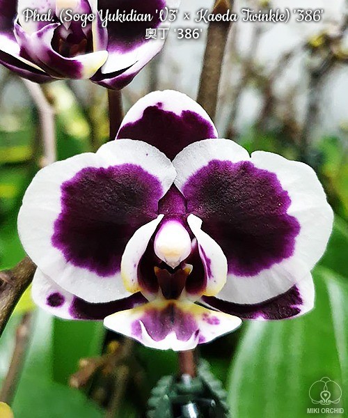Phal. (Sogo Yukidian 'V3' × Kaoda Twinkle) '386' 2.5''