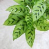 Calathea leopardina Ø 12 см