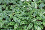 Calathea leopardina Ø 12 см