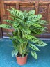 Calathea leopardina Ø 12 см