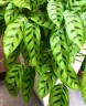 Calathea leopardina Ø 12 см