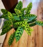 Calathea leopardina Ø 12 см