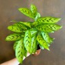 Calathea leopardina Ø 12 см