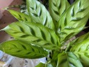 Calathea leopardina Ø 12 см