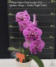 Phal. Fuller's Pink Swallow 'RL' × (Yushan Mongo × Lioulin Bright Violet) 2.5''