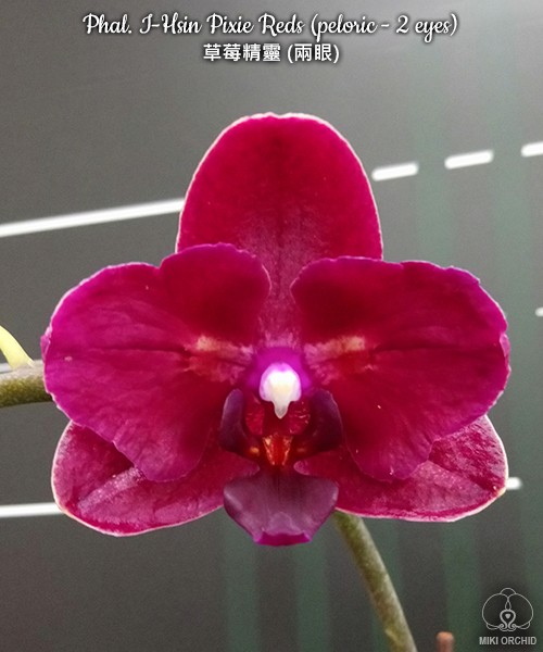 Phal. I-Hsin Pixie Reds (peloric - 2 eyes) 2.5''