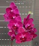 Phal. I-Hsin Pixie Reds (peloric - 2 eyes) 2.5''